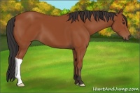 Horse Color:Bay 