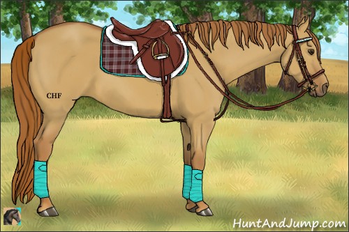 Horse Color:Red Dun
