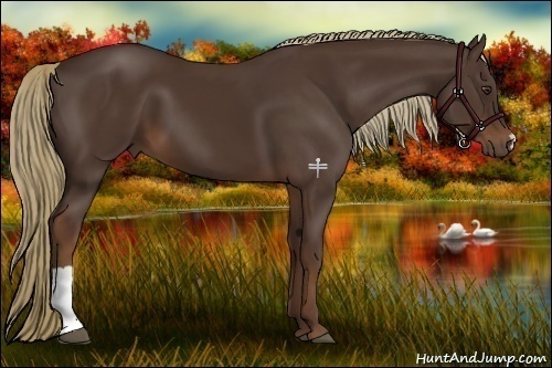 Horse Color:Liver Chestnut 