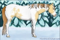 Horse Color:Gold Champagne Roan Dun Splash Tobiano Frame Blanket Rabicano 