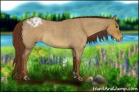 Horse Color:Red Dun Roan Appaloosa