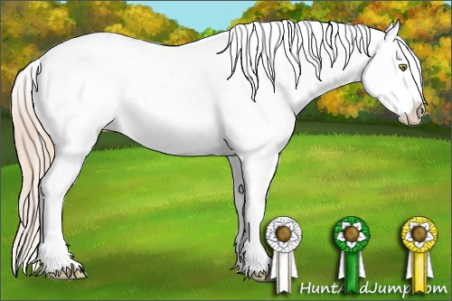 Horse Color:Gold Champagne Appaloosa  and Gold Champagne Appaloosa Rabicano 