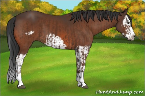 Horse Color:Bay Splash  and Brown Splash Frame 