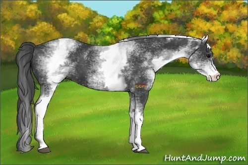 Horse Color:White Spotted Black