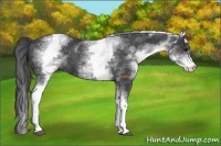 Horse Color:White Spotted Black