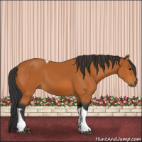 Horse Color:Bay Tobiano 