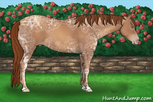 Horse Color:Gray Gold Champagne Ice 