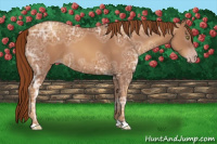 Horse Color:Gray Gold Champagne Ice 