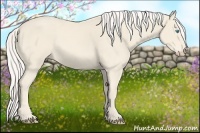 Horse Color:Cremello 