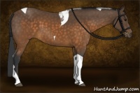 Horse Color:Buckskin Tobiano