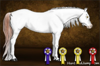 Horse Color:Amber Champagne Near Leopard  and Amber Champagne Near Leopard 