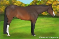 Horse Color:Brown 