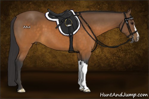 Horse Color:Buckskin 