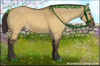 Horse Color:Buckskin Dun