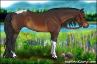 Horse Color:Brown Tobiano