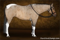 Horse Color:Bay Roan Dun Tobiano