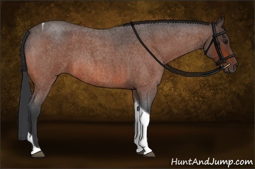 Horse Color:Bay Roan Tobiano