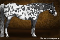 Horse Color:White Spotted Blue Roan Splash Frame Near Leopard
