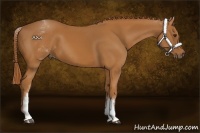 Horse Color:White Spotted Chestnut 