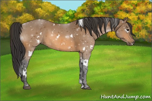 Horse Color:White Spotted Buckskin