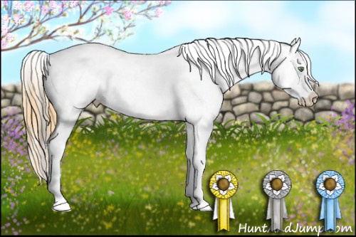 Horse Color:Gold Cream Champagne Appaloosa  and Amber Cream Champagne Appaloosa 