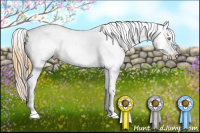 Horse Color:Gold Cream Champagne Appaloosa  and Amber Cream Champagne Appaloosa 
