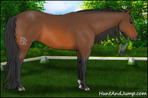 Horse Color:Bay 