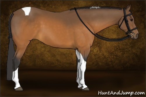 Horse Color:Buckskin Tobiano 