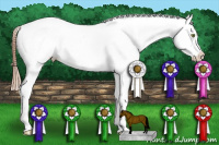 Horse Color:Gold Champagne Dun Appaloosa  and Gold Champagne Dun Appaloosa Rabicano 