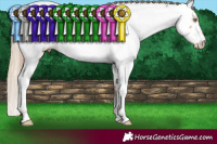 Horse Color:Gold Champagne Appaloosa and Chestnut Appaloosa