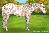 Horse Color:Gold Champagne Appaloosa and Gold Champagne Appaloosa