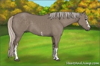 Horse Color:White Spotted Silver Grullo 