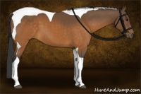 Horse Color:Buckskin Tobiano