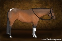 Horse Color:Buckskin Tobiano