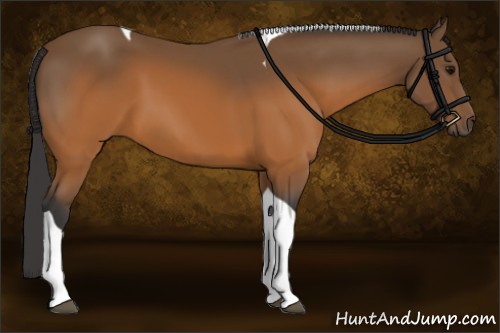 Horse Color:Buckskin Tobiano 