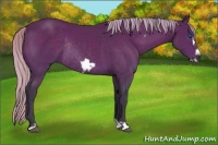 Horse Color:Silver Brown Frame Rabicano 