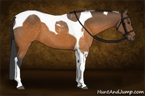 Horse Color:Buckskin Tobiano 
