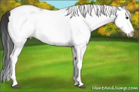 Horse Color:White Spotted Bay Splash 