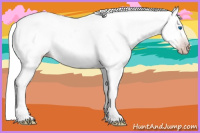Horse Color:Gray Silver Amber Cream Champagne Roan Dun Splash Tobiano Frame Varnish Rabicano