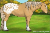 Horse Color:Palomino Appaloosa 