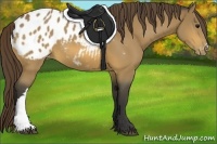 Horse Color:Buckskin Appaloosa
