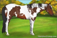 Horse Color:White Spotted Bay Tobiano