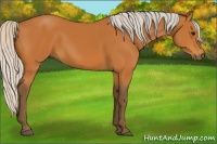 Horse Color:Silver Bay 