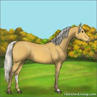 Horse Color:Silver Buckskin 