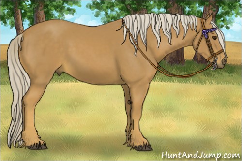 Horse Color:Palomino