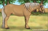 Horse Color:Palomino