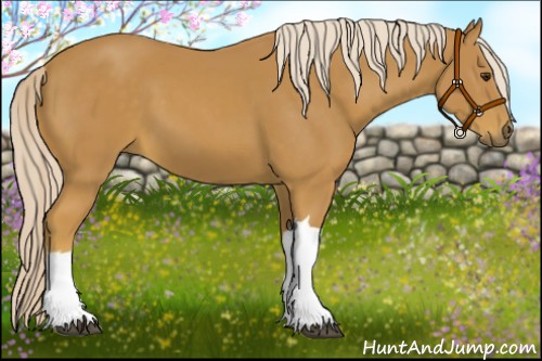 Horse Color:Palomino 