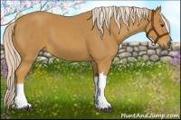 Horse Color:Palomino 