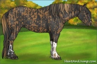 Horse Color:Chestnut  and Black 