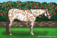 Horse Color:Amber Champagne Appaloosa  and Amber Champagne Appaloosa 